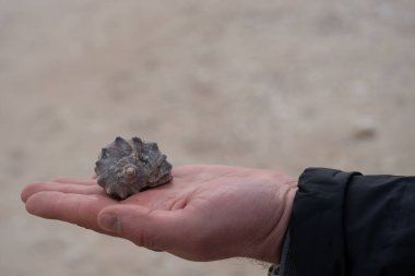Yumuşak odaklı kuma ve denize karşı sarmal bir deniz kabuğunu nazikçe tutan bir elin yakın çekimi. Görüntü, doğayla olan bağlantıyı, sakinliği sembolize eden bir kıyı keşfi anı yakalıyor.