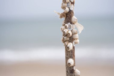 Yıpranmış bir sopa dikey yakın çekim küçük deniz midyeleri ile kaplı, yumuşak bulanık bir deniz manzarasına karşı dik duruyor. Bu resim deniz dokularının güzelliğini, doğal çürümeyi ve