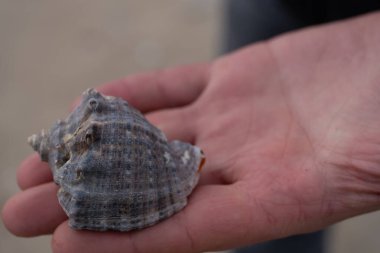 Yumuşak odaklı kuma ve denize karşı sarmal bir deniz kabuğunu nazikçe tutan bir elin yakın çekimi. Görüntü, doğayla olan bağlantıyı, sakinliği sembolize eden bir kıyı keşfi anı yakalıyor.