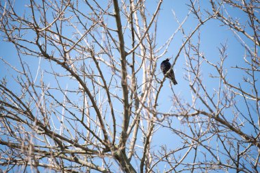 Arka planda parlak mavi bir gökyüzü olan çıplak bir ağaç dalına tünemiş Avrupalı bir sığırcık. Kuşun parlak tüyleri ve benekli deseni açıkça görülüyor ve ayrıntılı bir bakış sunuyor.