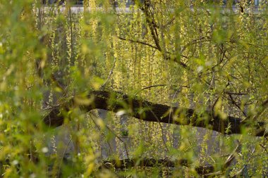 Söğüt ağacının narin yaprakları bahar melteminde sallanıyor, altın güneş ışığıyla aydınlatılıyor. Yumuşak yeşil renkler ve katmanlı dallar rüya gibi, sakin bir sahne yaratıyor. Refah blogları, meditasyon uygulamaları, çevre dostu markalaşma, mevsim ortamına çok uygun.