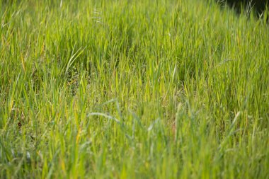 İlkbaharda çekilen canlı yeşil çimlerin yakın plan fotoğrafı. Uzun çimen yaprakları çerçeveyi doldurarak ekolojik temalar, arka planlar, sağlık tasarımları ve mevsimsel reklamlar için ideal taze, doğal bir doku yaratıyor. Bu doğa odaklı resim kullanılabilir 
