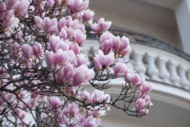 Arka planda zarif beyaz bir balkon bulunan pembe manolya çiçeklerinin göz kamaştırıcı yakın çekimi. Bu görüntü kentsel alanlarda baharın özünü yakalar, çiçek güzelliğini mimari estetikle harmanlar. Mevsimlik kampanyalar için ideal, hayat boyu