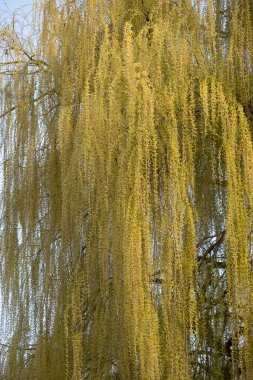 İlkbaharda çekilen, çağlayan altın yeşili dalları olan ağlayan bir söğüt ağacının zarif fotoğrafı. Yeşilliğin yumuşak doğal akışı, mevsimlik projeler, refah tasarımları, eko ve bahçe bloglarında kullanılmak üzere rüya gibi, huzurlu bir sahne yaratıyor.,