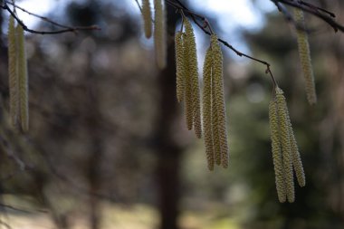İnce bir daldan sarkan fındık ağacı catkins yakın plan, doğal ışıkla aydınlatılmış. Polen üreten Catkins 'in karmaşık yapısı detaylı bir şekilde ele alınarak bu görüntünün eğitici, botanik veya çevresel açıdan mükemmel hale getirilmesini sağlar.