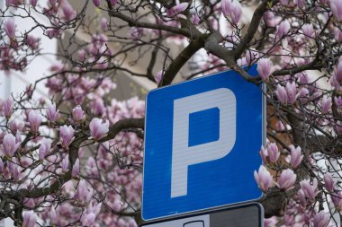 Bir şehir ortamında, çiçekli bir manolya ağacının önüne konmuş mavi ücretli park levhası. Yapılandırılmış tabela ve organik pembe çiçekler arasındaki tezat, şehir hayatı ve doğanın birlikte varoluşunu vurguluyor. Makaleler, başyazılar ve 