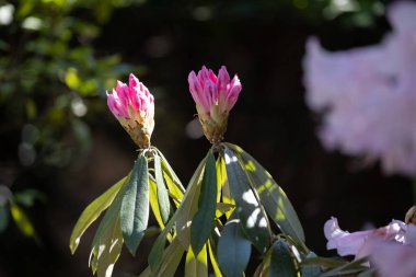 Yeşil yapraklarla çevrili iki canlı pembe rhododendron tomurcuğu, bahar bahçesindeki yumuşak güneş ışığıyla aydınlatılıyor. Botanik, büyüme ve mevsimsel uyanış temaları için mükemmel bir yakın çekim..