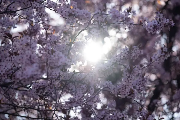 Narin pembe kiraz çiçekleri bir bahar günü güneş tarafından aydınlatılır. Yumuşak güneş ışığı, doğayla, mevsimlerle, dinginlikle ve yenilenmeyle ilgili konular için idealdir..