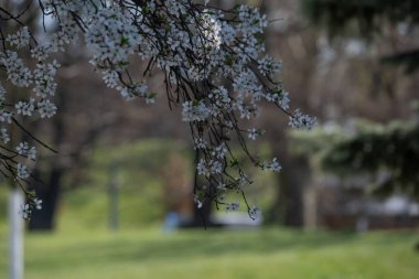 Bahar güneşinin erken saatlerinde ince bir ağaç dalında açan yumuşak beyaz çiçekler. Mevsimsel, çiçeksel ve refah görselleri için minimal ve zarif bir görüntü.