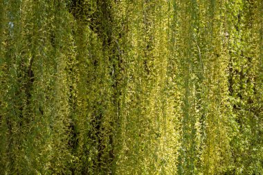 Yumuşak güneş ışığında söğüt ağacının uzun ve narin dalları ve taze sarı yaprakları sallanıyor. Bahar doğası temaları, bahçe görselleri ve huzurlu mevsimlik arka planlar için mükemmel..