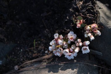 Koyu topraktan çıkan soluk pembe çiçeğe yakın, doğal dokularla çevrili. Büyüme, bahar uyanışı ve doğada esneklik kavramları için idealdir.