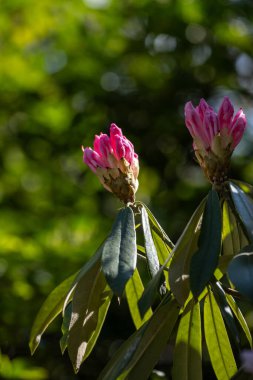 Açılmamış pembe rhododendron tomurcuklarının dikey görüntüsü uzamış yeşil yapraklarla çevrili, yumuşak güneş ışığıyla aydınlatılmış. Bahçe blogları, çiçek posterleri, bitki tanımlama uygulamaları ya da bahar için mükemmel.