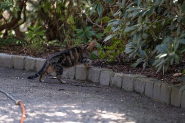Yeşil çalıların yanında asfalt bahçe yolunda yürüyen çizgili bir tekir kedi. Evcil hayvan temalı içerik, doğa blogları, veterinerlik hizmetleri veya hayvan davranışları makaleleri için ideal.
