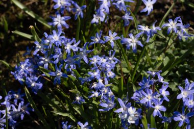 Bir bahar bahçesinde güneş ışığı altında açan mavi bir Chionodoxa çiçeği kümesi. Bu narin yıldız şeklindeki çiçekler doğanın uyanışını sembolize eder ve mevsimsel temalarda, çiçek tasarımında kullanılabilir.