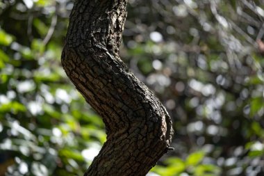 Kırık kabuk dokusuna sahip kavisli ağaç gövdesi, bulanık yeşil arka planlı bir parkta fotoğraflanmış. Doğa temalı tasarımlar, dokular ve ormancılıkla ilgili malzemeler için ideal.