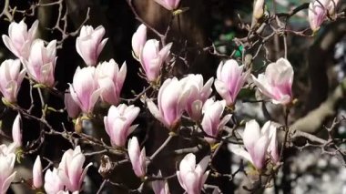 Hassas pembe ve beyaz manolya çiçekleri güneşli bir bahar gününde rüzgarda hafifçe sallanırlar. Yakın çekim videosu, yaprakların ve dalların sakin hareketlerini yakalıyor, barışçıl, doğadan esinlenilmiş