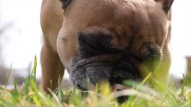 Fransız buldogunun taze bahar çimlerini kemirdiği alışılmadık yakın çekim videoları. Köpeğin dışavurumcu yüzü ve kırışıklıkları içgüdüsel olarak beslenmesine yeşillik kattığı için açıkça görülebiliyor.