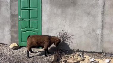 Bir Kamerun cüce keçisi yeşil bir kapının yanında duruyor ve kuru bir çalıya boynuzlarını sürtüyor, rahatlamanın tadını çıkarıyor. Beton bir duvar ve doğal güneş ışığıyla kırsal bir ortamda çekildi. İdeal