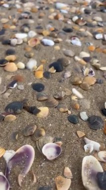 Dikey video, kumlu sahile dağılmış renkli deniz kabuklarının yakın planda çekilmesiyle başlıyor, denizden gelen yumuşak bir dalgaya dönüşüyor. Huzurlu sahil atmosferini yakalar, seyahat için idealdir.