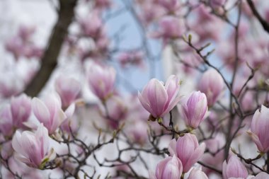 Yumuşak pembe manolya çiçekleri kapanıyor. İnce dallarda çiçek açıyor. İlkbaharın başlarında yakalandılar. Arka plan, odak dışı bir şehir yapısını ve yumuşak mavi bir gökyüzünü ortaya çıkarıyor.