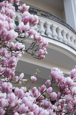 Hassas pembe manolya çiçekleri çerçeveyi yumuşak bokeh ve arka planda mimari işaretlerle doldurur. Bu canlı bahar kompozisyonu mevsimlik kampanyalar ve tebrik kartları için mükemmel.