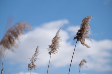 Uzun kuru sazlıklar meltemde sallanır yumuşak mavi gökyüzüne doğru. Doğa, sulak alanlar, bahar bitkileri ve mevsimsel geçişler için ideal. Eko bloglar ve eğitim içeriği için kullanışlı.