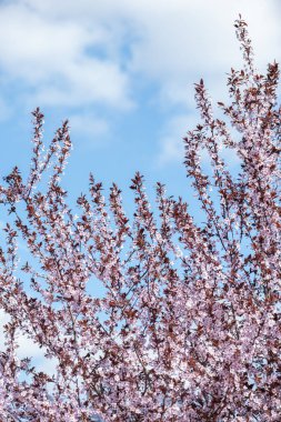 Bir kiraz ağacının üst dallarının dikey fotoğrafı. Yumuşak bulutlu canlı mavi gökyüzüne karşı çiçek açıyor. Mevsimsel tasarımlar, çevre temaları ve bahar ile ilgili reklam materyalleri için harika.
