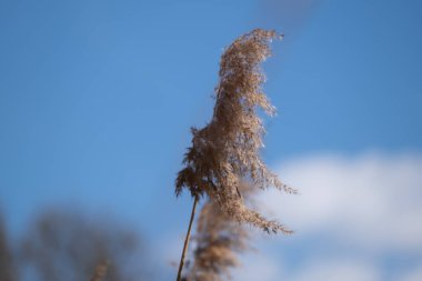  Issız kuru kamış çivisi parlak bahar gökyüzüne karşı keskin bir şekilde duruyor. Özgeçmiş, doğa görselleri, botanik posterleri ve minimalist çevre temalı tasarımlar için uygundur..