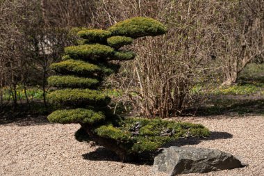 Kıvrımlı ve sanatsal olarak budanmış, çakıllı bir alanda, bonsai stiline benzeyen süs çiti. Bahçe tasarımı görsel, kültürel estetik veya bitki bakım temalarında kullanılabilir.