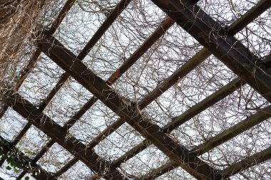 Kurumuş sarmaşıklarla kaplı ahşap bir pergola görüntüsü parlak gökyüzüne karşı sanatsal doğal bir model oluşturuyor. Bu resim mimari, bahçe tasarımı ve diğer konular için idealdir.