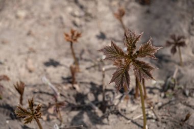 Baharın başında kumlu toprakları kıran kırmızı yapraklı yeni bitki filizleri. Görüntü doku ve doğal büyüme aşamalarına odaklanarak, onu eğitim, bahçıvanlık ve ekolojik gelişim için mükemmel hale getiriyor.
