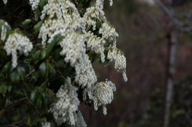 Pieris japonica 'nın çağlayan beyaz çan biçimli çiçekleri, ilkbaharın başlarında koyu yapraklı bir zemin üzerinde çiçek açar. Bahçe işleri teması, peyzaj broşürleri, mevsimlik görseller ve çiçek tasarımları için ideal..