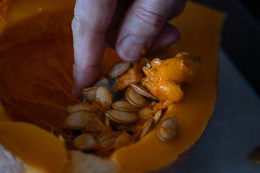 Yarım kalmış bir kabaktan tohum çıkaran bir elin yakın çekimi. Bu resim gıda blogları, sonbahar aşçılık dersleri, vegan tarifleri, mevsimlik üretim promosyonları ve sebze hazırlığı hakkında eğitici içerik için idealdir. Doğal aydınlatma ve dokular 
