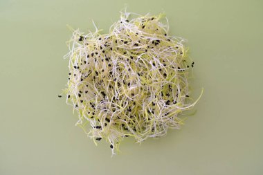 Açık yeşil arka planda taze yonca filizlerinin üst görüntüsü. Görüntü, doğal dokuları, sağlıklı beslenmeyi ve organik gıda kavramlarını ön plana çıkarıyor. Bitkiyi resmetmek için mükemmel