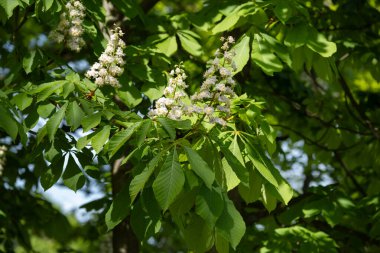 At kestanesine yakın olan Aesculus hipocastanum yemyeşil yaprakların arasında çiçek açar. Yumuşak pembe aksanlı beyaz çiçekler ağacın belirgin bileşik yaprak yapısını vurgular. İlkbaharı, çiçekli ağaçları, biyolojik çeşitliliği ve Eur 'u resmetmek için mükemmel.