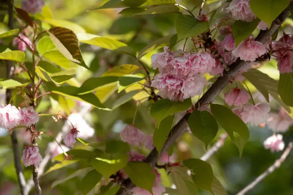 Bahar güneşinde yeşil yapraklı, narin, pembe kiraz çiçeklerine yakın. Mevsimlik temalar, doğa baskıları ya da çiçek tasarımı projeleri için mükemmel. Yenilenme, güzellik ve Japon estetiğinin sembolü..