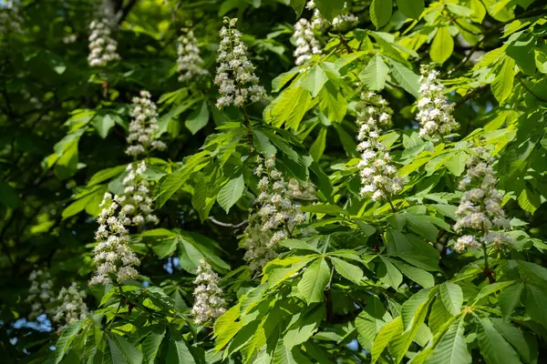 Kestane ağacının yemyeşil dalları. Çiçek açan beyaz çiçek kümeleri. Bahar ve şehir parkı temaları için mükemmel. Eğitim içeriği, şehir tasarımı ve mevsimsel promosyonlarda kullanılmaya elverişli.