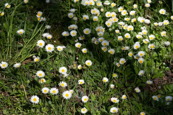 Yeşil çimen arka planında sarı merkezleri olan çiçek açan beyaz papatyalar. Tazelik, masumiyet ve bahar neşesini çağrıştırıyor. Çevre kampanyaları, çiçek posterleri ya da kitaplar için harika..