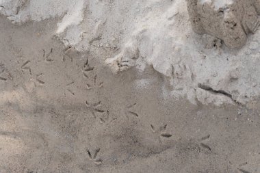 Kumsaldaki ıslak kumun üzerine basılmış kuş ayak izleri. Bir deniz kuşunun bıraktığı doğal desenler kıyı manzarasına organik ve vahşi yaşam için ilham verici bir element ekler. Doğa temalı tasarımlar, koruma konuları ve vahşi yaşam farkındalığı için ideal