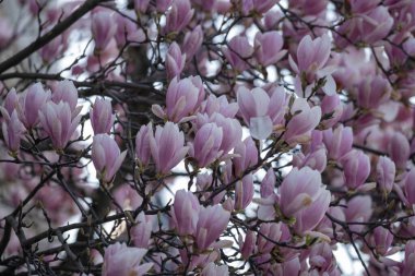 Nisan ayı başlarında yakalanan çıplak ağaç dallarında açan taze pembe manolya çiçeklerinin ayrıntılı görüntüleri. Arka plandaki soluk gökyüzü yaprakların yumuşak tonlarını güçlendirir. Mevsimlik tebrik kartlarında, bahar temalı tasarımlarda, Nat