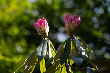 Uzamış yeşil yapraklarla çevrili işlenmemiş pembe rhododendron tomurcukları, yumuşak güneş ışığıyla aydınlatılıyor. Bahçe blogları, çiçek posterleri, bitki tanımlama uygulamaları ya da bahar temalı sosyal medya içeriği için mükemmel..