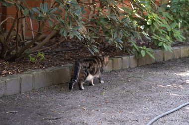 Bir tekir kedi bahçe yatağının kenarında yürüyor, kısmen büyük yeşil çalılarla gölgelenmiş, muhtemelen rhododendron. Evcil hayvan içeriğinde, bahçe temaları, açık hava yaşam tarzı ve mevsimsel bahar görsellerinde kullanılabilir.