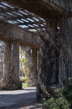 İlkbaharın başlarında uzun kolonları ve kuru tırmanış bitkileriyle taş pergola. Mimari yapı ışık ve gölge ile bir tünel etkisi yaratır. Kentsel tasarım, mimari ve mevsimsel kavramlar için mükemmel..