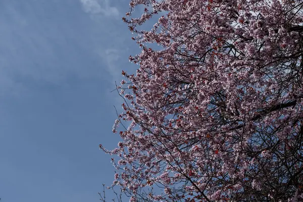 Çiçek açan kiraz çiçekleri canlı, mavi bir bahar gökyüzüne uzanır. Bu sakin ve mevsimsel görüntü doğa temalı içerik, tebrik kartları, takvimler veya bahar promosyonları için idealdir..