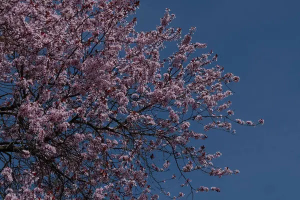 Çerçeveyi, Japonya 'daki baharı sembolize eden sayısız pembe çiçeklerle dolu canlı bir sakura ağacı doldurur. Mavi gökyüzü kontrastı onu tatil kartları, takvimler ve doğa temalı promosyonlar için mükemmel kılıyor..