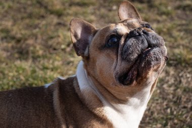 Çimlerin üzerinde duran ve odaklanmış bir ifadeyle yukarıya bakan kıdemli bir Fransız Bulldog 'u. Buruşuk yüz, kaslı vücut ve açık hava aydınlatması, türün eşsiz özelliklerini vurgular. Hayvan bakımı, veterinerlik veya yaşam tarzı içeriği için ideal.