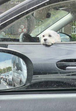 Başka bir araçtan görülen, trafikte pencereden dışarı bakan sevimli beyaz köpek. Meraklı ifade ve yumuşak kürk evcil hayvan arkadaşlığını ve seyahati vurguluyor. Hayvan bakımı, seyahat güvenliği ve ulaşım temaları için ideal.