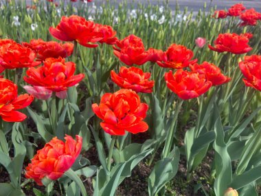 İlkbaharda iyi bakılmış bir çiçek tarhında açan canlı kırmızı laleler. Canlı çiçekler, yeşil gövde ve arka planla çok güzel zıtlaşırlar, mevsimsel doğayı, baharı, baharı ya da baharı resmetmek için ideal hale getirir. 