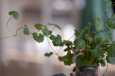 Geri dönüşümlü bir konteynırda büyüyen yeşil yapraklı bitki. Sürdürülebilir yaşam, ekolojik bilinç alışkanlıkları ve kentsel bahçıvanlık eğilimlerini yansıtıyor. Çevre blogları, ev dekorasyonu ve bitki severler için harika..