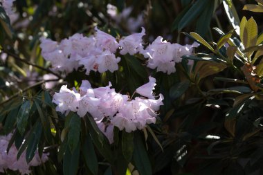 Yumuşak pembe rhododendron çiçeklerinin yakın çekimi ilkbahar güneşinde koyu yeşil yaprakların arasında çiçek açıyor. Mevsimlik çiçek tasarımları, botanik baskılar ve doğa temalı projeler için ideal.